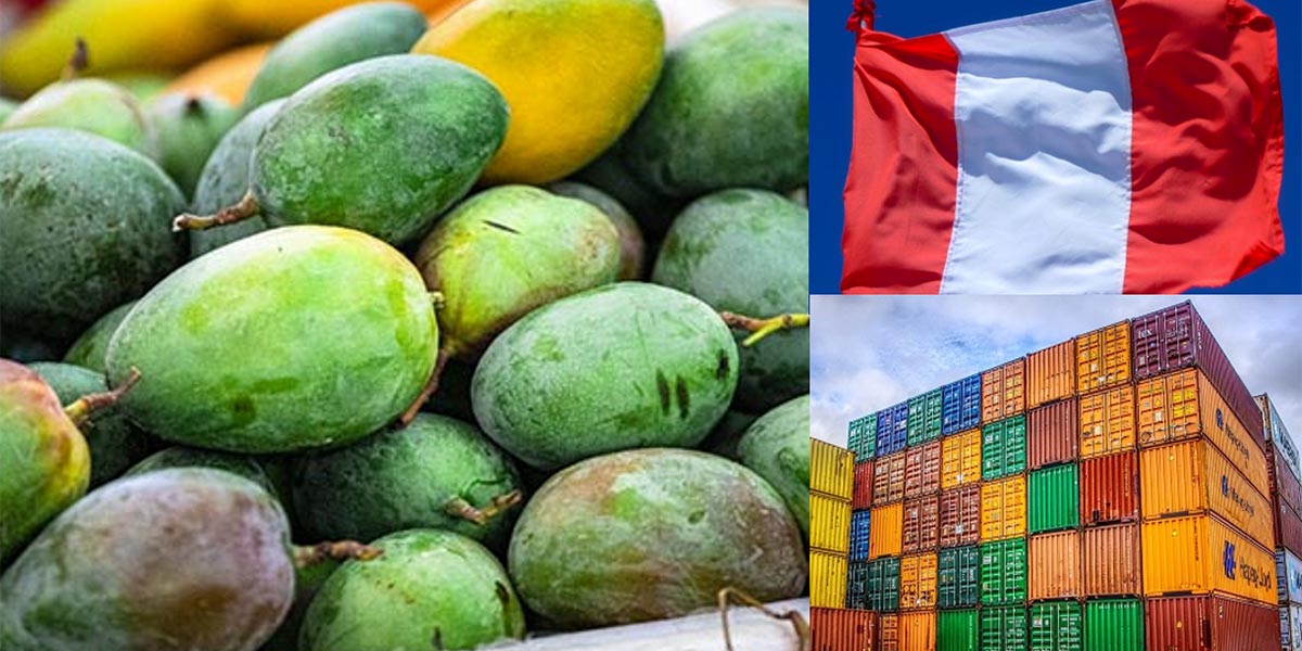 L’export del mango peruviano frenato da El Niño